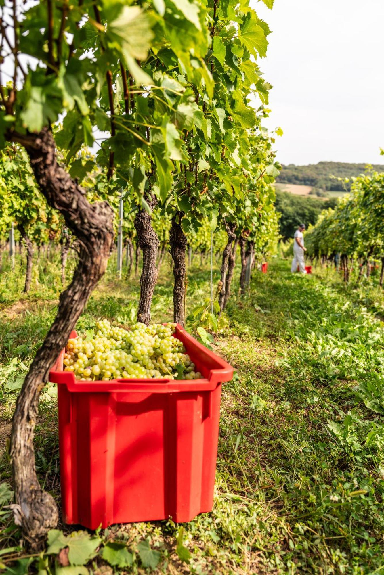 Bed&Breakfast Vinarija Coner Bjelovar Zewnętrze zdjęcie