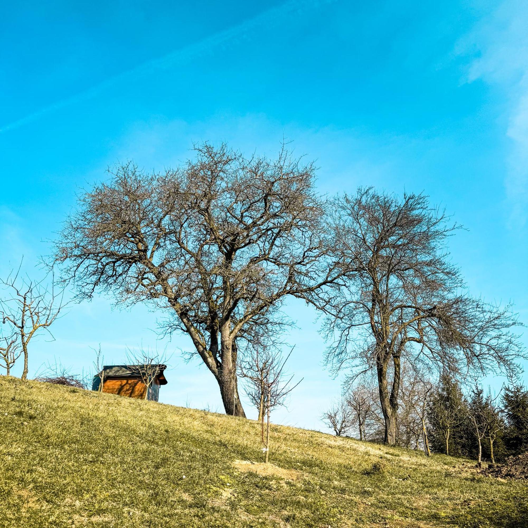 Bed&Breakfast Vinarija Coner Bjelovar Zewnętrze zdjęcie