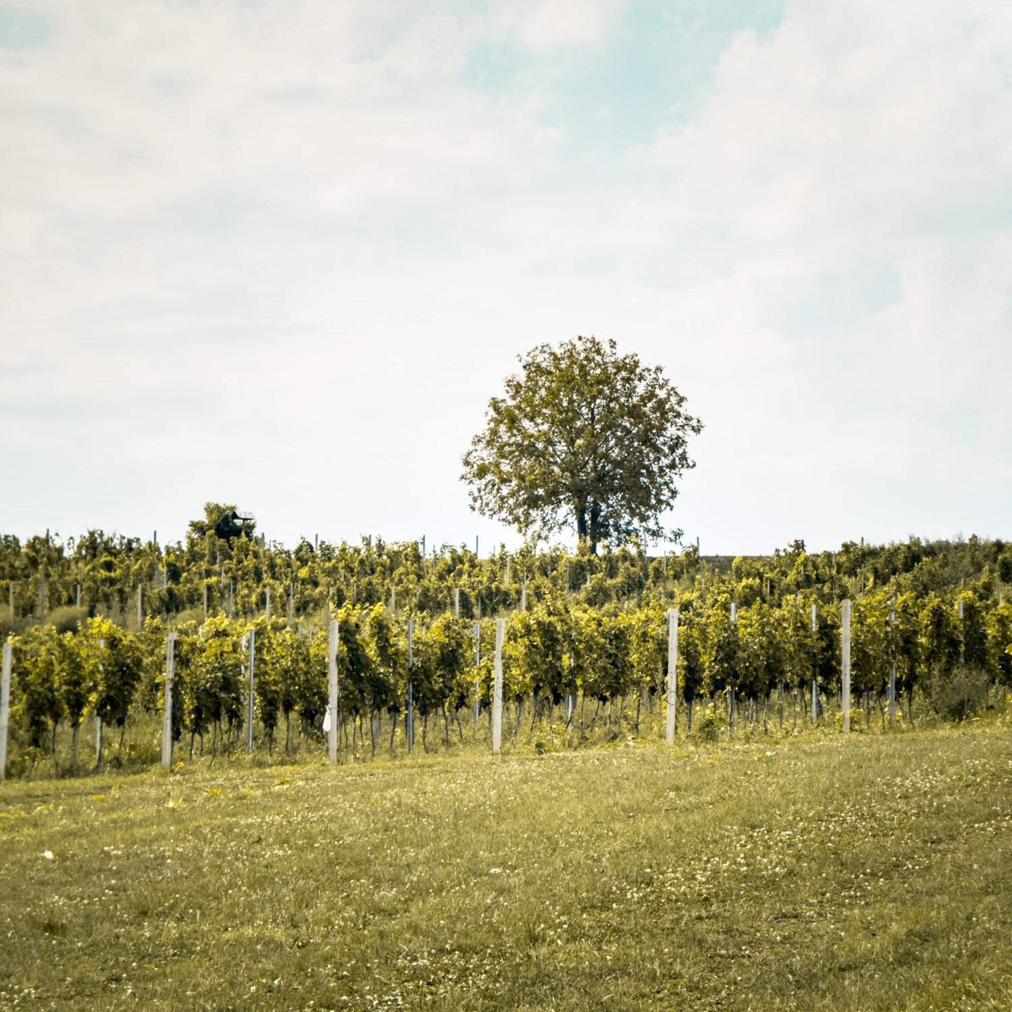 Bed&Breakfast Vinarija Coner Bjelovar Zewnętrze zdjęcie